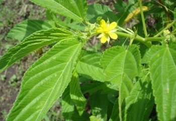 Corchorus olitorius in cultivation, Kenya Ⓒ Maundu, 2012  ​