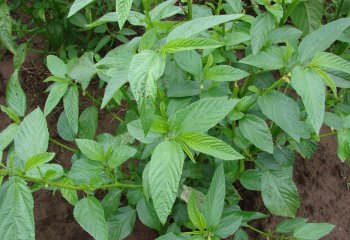 Corchorus olitorius in cultivation, Kenya Ⓒ Maundu, 2012