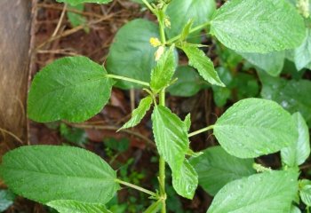 Corchorus sp. Ⓒ Maundu, 2005