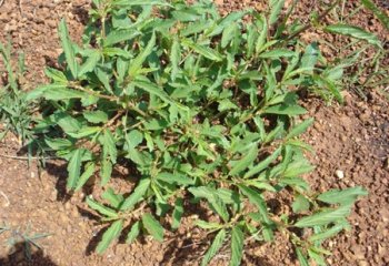 Corchorus tridens, Soroti, Uganda -Ⓒ Maundu, 2005