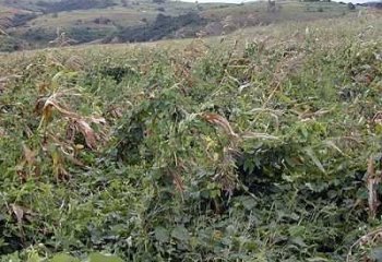 Cowpeas grown as a cover crop in an agricultural conservation project in Swaziland. Roger P. Ellis, Courtesy of Ecoport (www.ecoport.org)