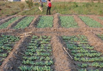 Cowpeas grown on sunken beds at Athi River, Kenya Ⓒ Maundu, 2010