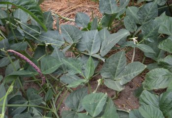 Creeping form of Cowpea with a pod. Creeping forms of Cowpeas are good soil covers. Individual leaves are harvested Ⓒ Maundu, 2017
