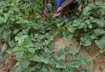 Creeping form of cowpea Ⓒ Maundu 2021