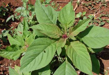 Amaranthus cruentus Ⓒ P.Maundu 2012.