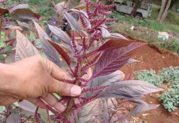 Amaranthus cruentus-Redtype-Kenrikgardens Ⓒ P.Maundu 2019