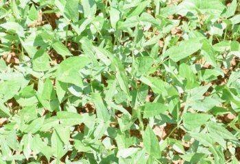 Erect forms of Cowpea. Erect forms are usually sold in the uprooted form Ⓒ Maundu, 2014