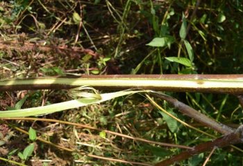 Corchorus olitorius in cultivation, Kenya Ⓒ Maundu, 2012