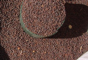 Kanzira seeds, Wangige, Kenya. © Maundu, 2011.