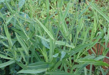 Launaea cornuta (Mutsunga). © Adeka et al., 2005. Foods of the Nairobi People. A picture book of foods found in Nairobi Markets