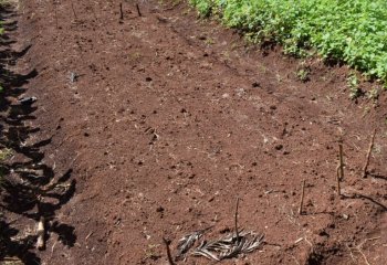 Raised beds in Kiambu, Kenya, showing raised beds with furrows for drainage; The heap to the right is manure. Ⓒ Maundu, 2021