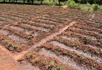 Vegetables grown inside Zai pits Ⓒ Maundu,2021