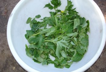 Sudan variety of Corchorus olitirius (atigo-ajae) mixed with cowpea leaves. © Maundu, 2005