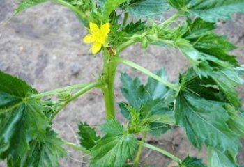 The Sudan variety of Corchorus olitorius, Atigo ajaye in Soroti, UgandaⒸ Maundu, 2005