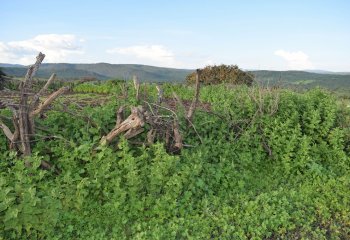 Urtica massaica leaves and flowering branch © P Maundu, 2005