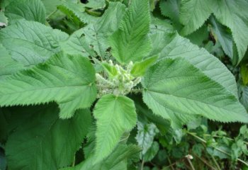 Urtica massaica leaves and flowering branch © P Maundu, 2005