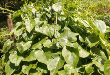 Vine spinach in Vihiga county, western Kenya Ⓒ Maundu , 2022