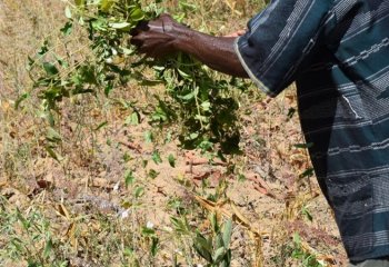 Collecting Ipomoea mombassana leaves from wild during the dry season. © Maundu, 2022