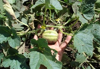 Cucurbita ficifolia leaves and fruiting branch. Ⓒ Maundu, 2022