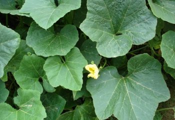 Curcubita sp. leaves and flower Ⓒ Maundu, 2022