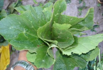 Harvested Cucurbita sp. leaves. © Maundu, 2021