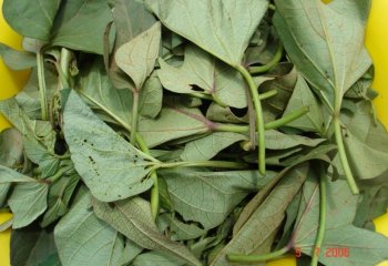 Harvested sweet potato leaves. © Maundu, 2006