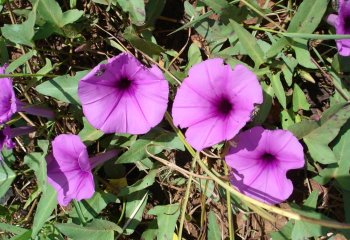 Ipomoea aquatica, Soroti, Uganda Ⓒ P Maundu, 2012