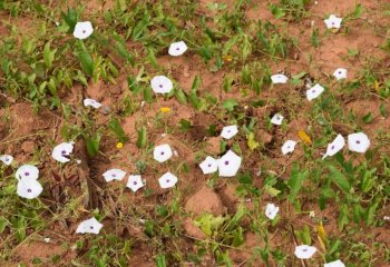 Ipomoea mombassana at the end of the crop season, Kitui, Kenya. © Maundu, 2022