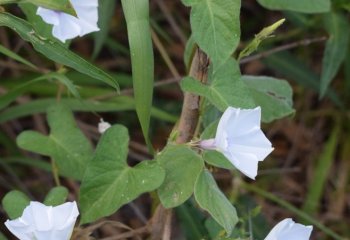 Ipomoea mombassana flowering branch © Maundu, 2022