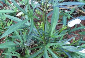 Narrow-leaved form preferred as vegetable in Lushoto, Tanzania. © Maundu, 2006