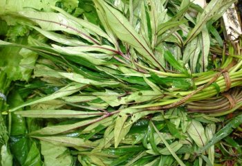 Narrow-leaved form sold in bundles. Morogoro, Tanzania. © Maundu 2006