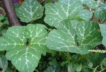 Pumpkin leaves (Cucurbita moschata). Ⓒ Maundu, 2022