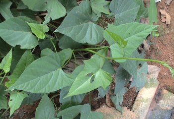 Sweet potato (Ipomoea batatas) foliage. © Maundu, 2016