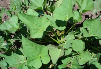 Sweet potato -broad leaved form. © Maundu 2006