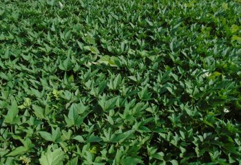 Sweet potato grown on well-ploughed level ground, Kobi, Kamashi, Ethiopia. Ⓒ Y. Morimoto, 2014