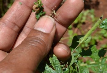 A brown caterpillar on the Makueni plant Ⓒ Maundu 2014