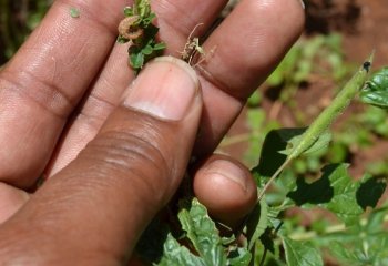 A brown caterpillar on the Makueni plant Ⓒ Maundu 2014