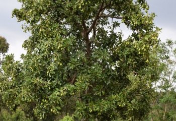 Avocado (Persea Americana) tree in Vihiga Ⓒ P Maundu, 2021