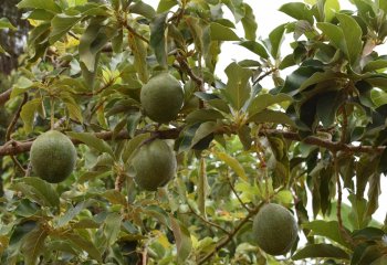 Avocado fruit. Ⓒ Maundu, 2021