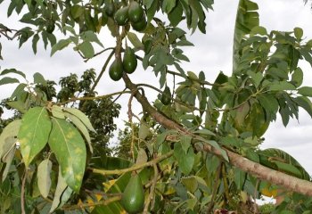 Avocado fruiting branch Ⓒ P Maundu, 2021