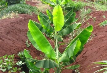 Banana plants planted in trenches. Ⓒ A.A. Seif