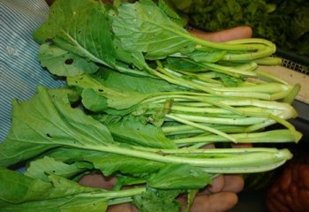 Bok choi or Pok choi- Brassica rapa. Kenya. © Maundu et al. 2007