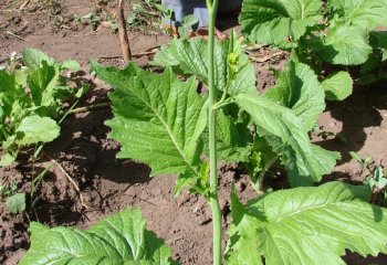 Brassica juncea (Chinese or Indian mustard) in Katandika, Mozambique. © Maundu, 2007