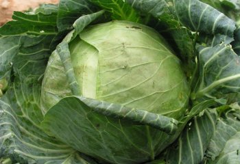 Cabbage (Brassica oleracea (Capitata Group), Riana variety, Kenya Ⓒ Adeka et al., 2005