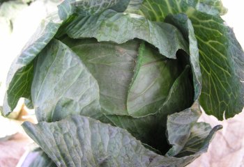 Cabbage at a Kenyan market - Amingo type. © Maundu et al., 2006