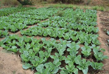 Cabbage grown in sunken beds and zai pits during the dry season in Migwani, Kitui, Kenya. © Maundu, 2021