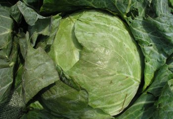 Cabbage, Globe master variety at a grocery store in Kenya. © Maundu et al., 2007