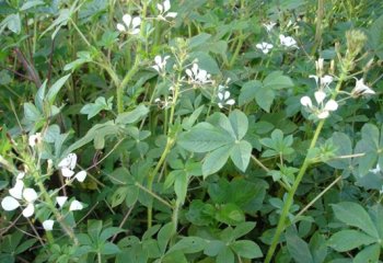 Cleome gynandra grown as a vegetable near Entebbe, Uganda.Ⓒ Maundu, 2008