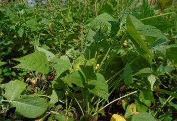 Common beans (Phaseolus vulgaris). Ⓒ Maundu, 2014
