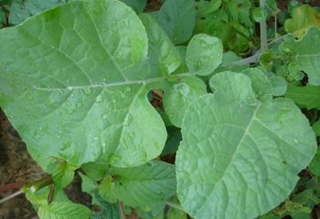 Ethiopian kale or Kanzira (Brassoca carinata) in a field in Jibana, Kenya. © Maundu, 2006